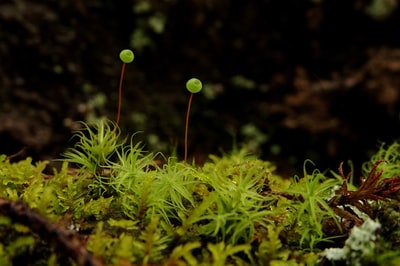 ところで苔って、買った人は何に使うの？苔アート？苔テラリウム？