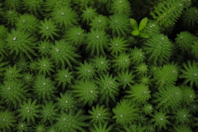 苔ビジネスは儲かる？1